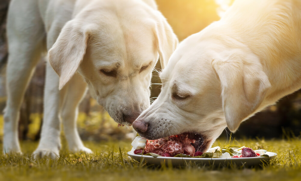 Dois cães comendo alimentação natural